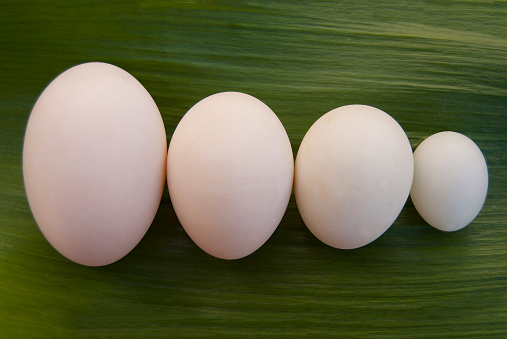 Eggs of different birds: goose, duck, chicken and pigeon lie in a row in size on the green leaf of the plant.