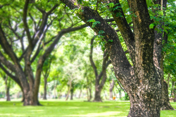 Beautiful scenery and trees in Bangkok's central park.