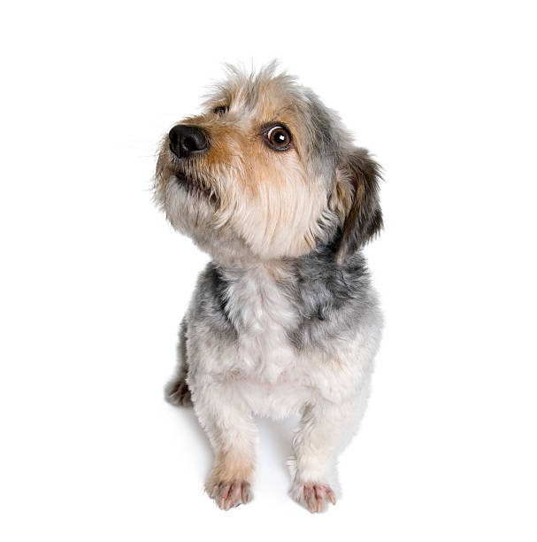 istock Cross Breed dog sitting in front of white background 95767127