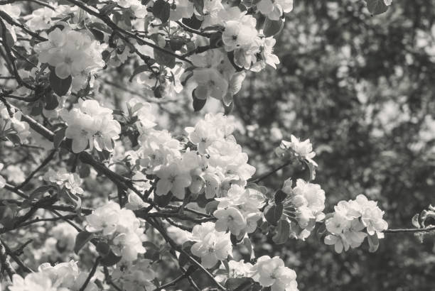 istock A flowering apple tree branch. Stormy bloom of apple in spring 957673894