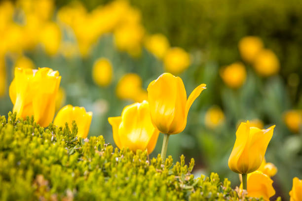 Beautiful tulips flowers background. Tulips flowers in the garden during Spring season.