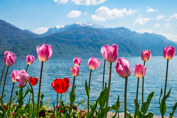 istock Tulips on the lake 957675722