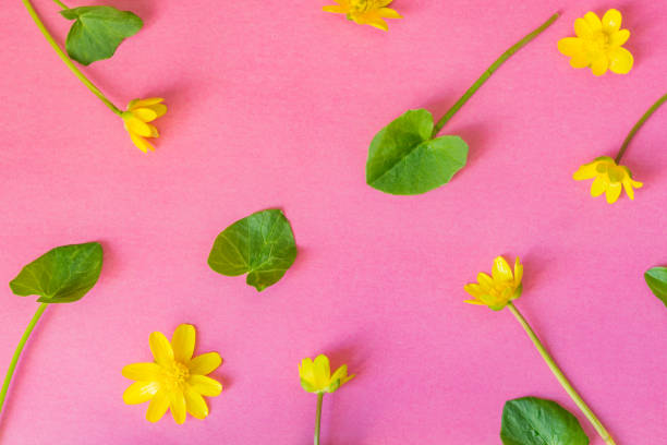 istock Ficaria verna on pink background, first spring flower, colorful pattern 957676864