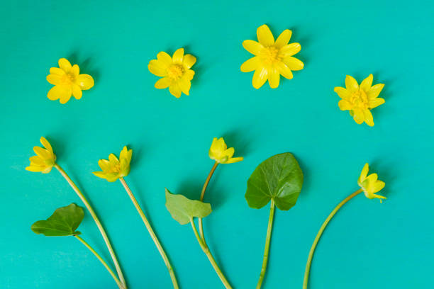 istock Ficaria verna on blue background, first spring flower, colorful pattern 957676868