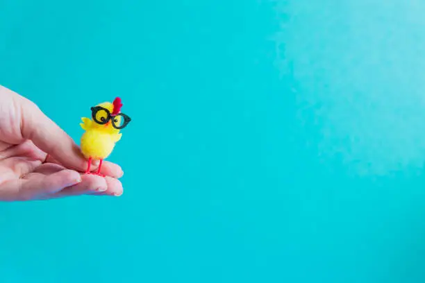 Photo of little yellow chicken in glasses in female hands on a blue background