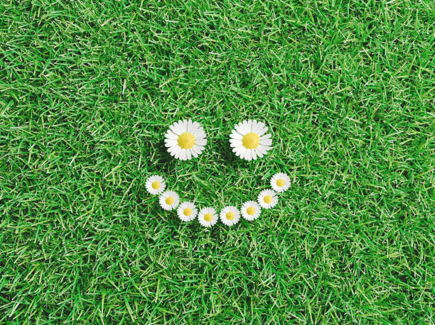 istock Smile drawn with daisy flowers 957680712
