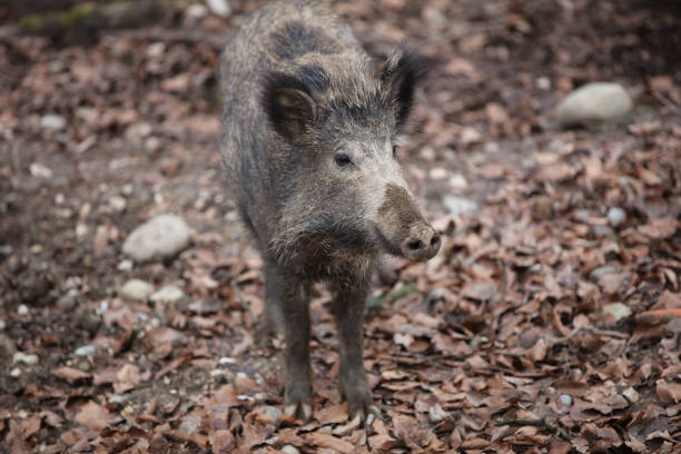 istock Wild Boar (Sus Scrofa) in the Forest. Germany 957681234