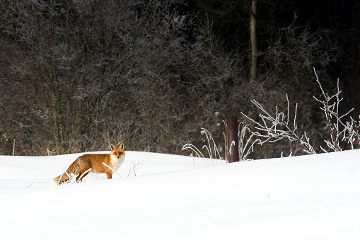 Fox on the snow in the forest background