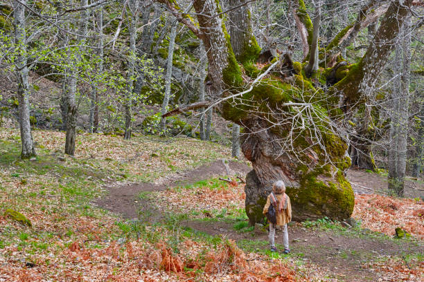 Centuries old chestnut tree on Ambroz valley. Amazing nature stock photo