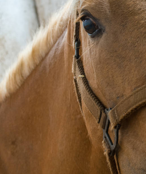 istock Eye of brown horse 957693730