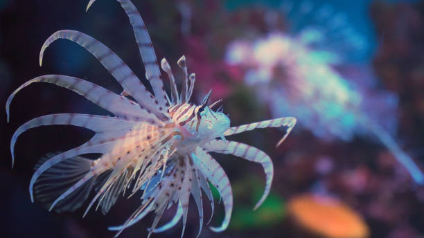 istock Lion fish, coral reef underwater 957693936