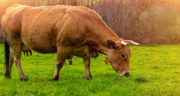 istock Cow grazing on green meadow, side view 957694674