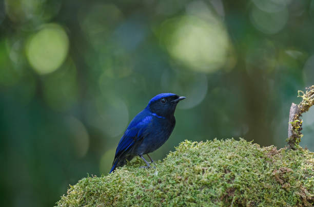 istock male Large Niltava (Niltava grandis) 957697132