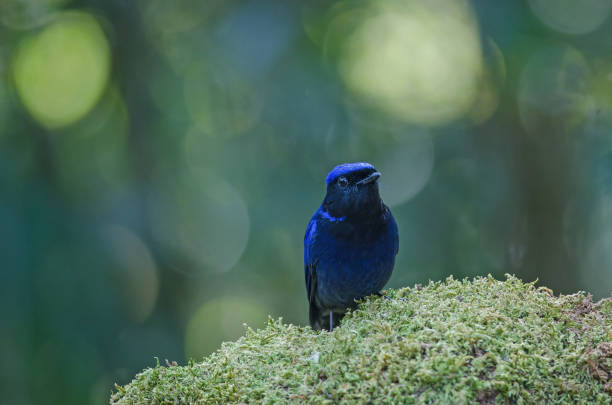 istock male Large Niltava (Niltava grandis) 957697158