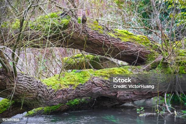 Fallen Trees Over River Coln In England Stock Photo - Download Image Now - Adventure, Bare Tree, Beauty