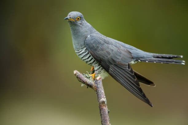 The Eurasian cuckoo perched The common cuckoo is a member of the cuckoo order of birds, Cuculiformes, which includes the roadrunners, the anis and the coucals. This species is a widespread summer migrant to Europe and Asia, and winters in Africa. common cuckoo stock pictures, royalty-free photos & images