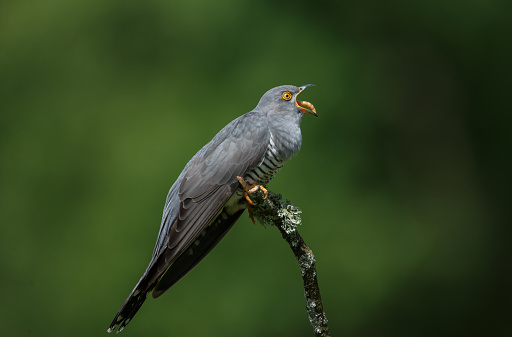The common cuckoo is a member of the cuckoo order of birds, Cuculiformes, which includes the roadrunners, the anis and the coucals. This species is a widespread summer migrant to Europe and Asia, and winters in Africa.