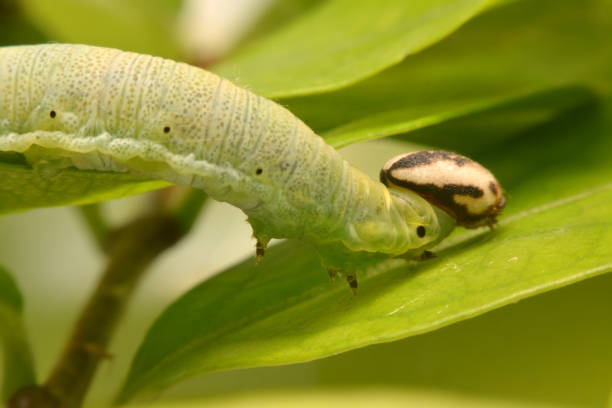 istock Caterpillar Green feeding on a leaf in garden and make damage. Caterpillar on broken leaf 957701118