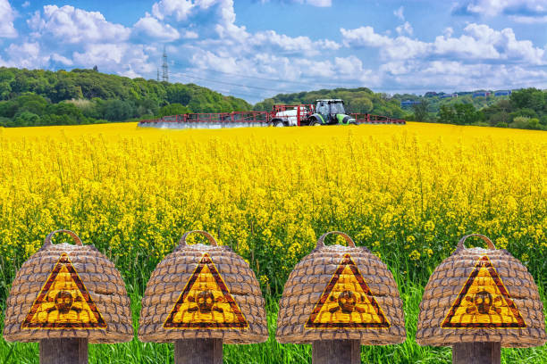 Farmer on the tractor spraying yellow Rabsfeld with pesticide. stock photo