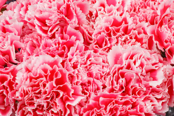 istock Pink carnation flowers 957705494