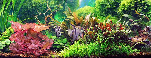 装飾的な水族館 - 水生植物 ストックフォトと画像