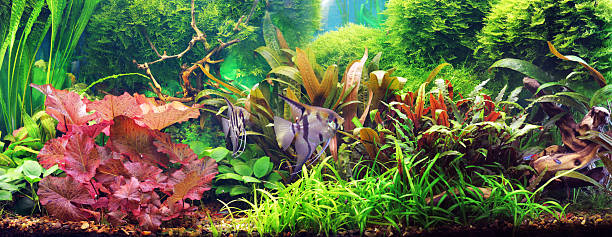 Decorative aquarium Please see other images here: aquatic plant stock pictures, royalty-free photos & images