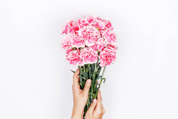 istock Woman hand hold pink carnation on white background. 957706740