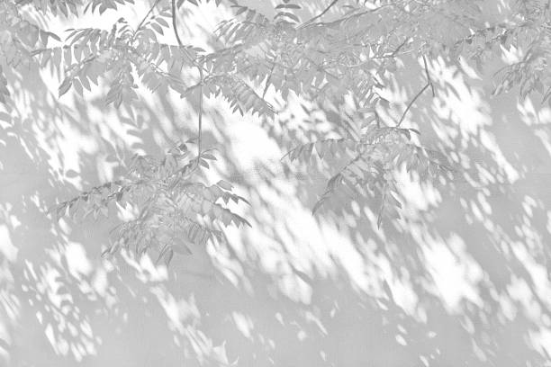 istock Shadow Of Leaves Reflected On The White Wall 957707806