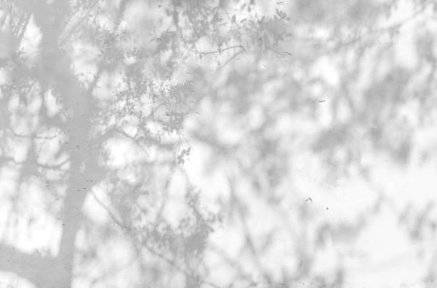 istock Shadow Of Leaves Reflected On The White Wall 957707810