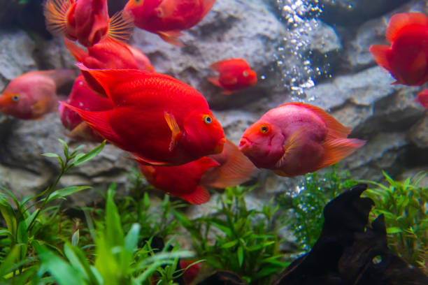 Blood parrot cichlid fish always kiss whenever they see each other
