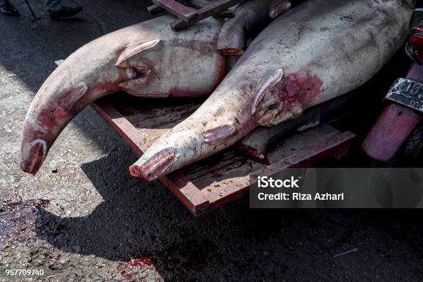 Shark Stock Photo - Download Image Now - Animal, Animal Body Part, Animal Fin