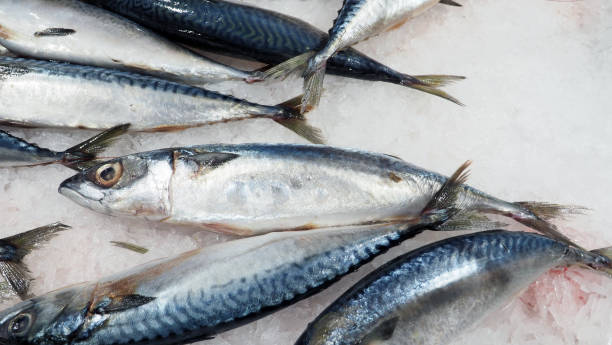 istock Raw clean and fresh of japanese saba fish 957713210