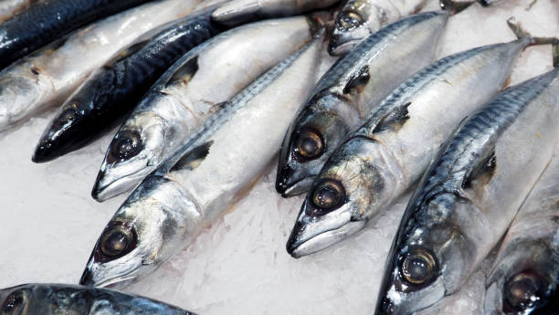 istock Raw clean and fresh of japanese saba fish 957713222