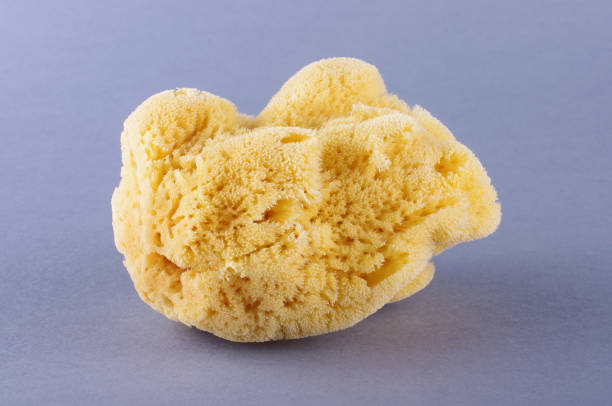 Natural Mediterranean sea sponge Natural Mediterranean sea sponge isolated on the gray background sponge bath sponge nature animal stock pictures, royalty-free photos & images