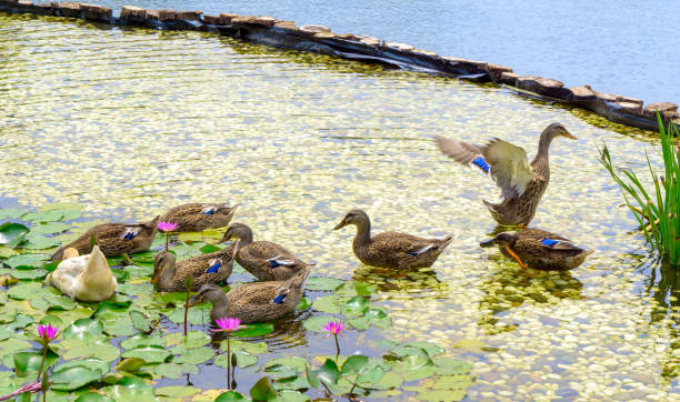 istock Wild duck swimming in lotus pond 957713998