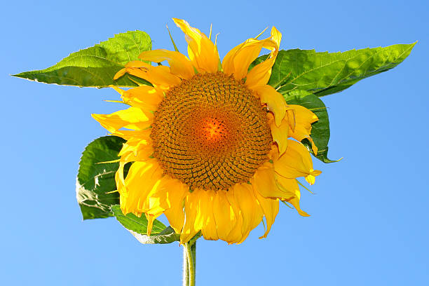 girasole - sunflower isolated single flower tall foto e immagini stock