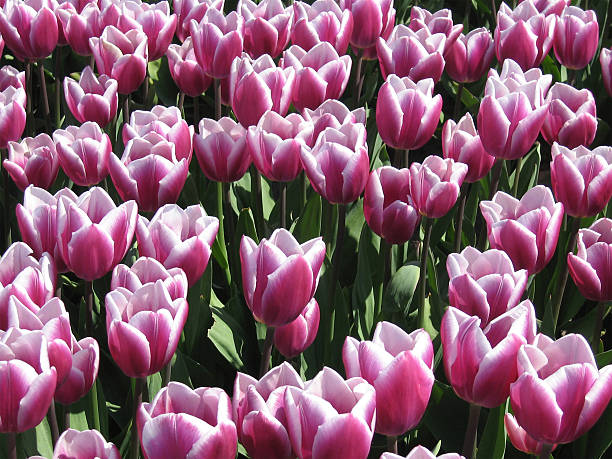 tulip field - fsachs78 stockfoto's en -beelden