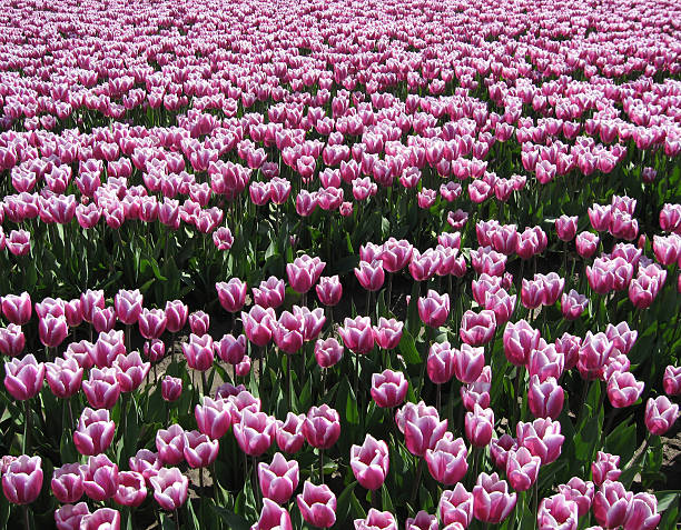 field of dutch tulips - fsachs78 stockfoto's en -beelden