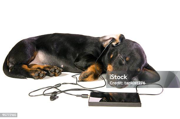 Black Dog Dachshund Stock Photo - Download Image Now - Animal, Black Color, Color Image