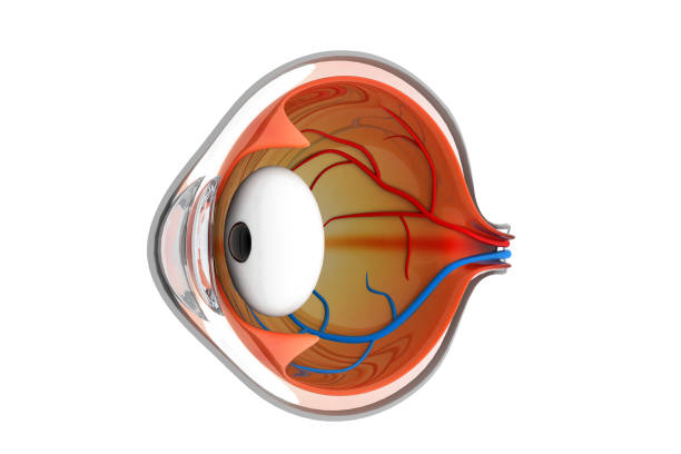 istock Anatomy of the eye 957722962