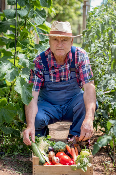 istock Farmer carrying full box of organic vegetable 957725432