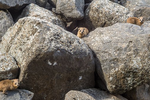 Rock hyrax, in Korazim National Park