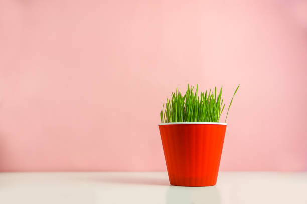 istock Wheatgrass in a pot over pink 957729550