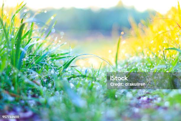 Green Grass And Fresh Dew Stock Photo - Download Image Now - Dew, Grass Area, Macrophotography