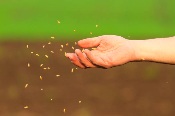 istock hand of the man who sows the grain 957732434