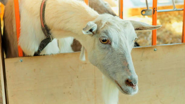 istock White goat in village in autumn day 957732552