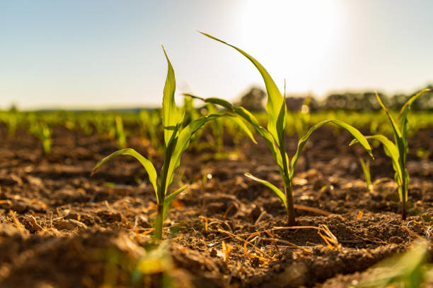 istock Close-up shots of young corn growing on the field 957732556