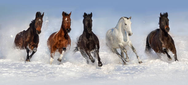 horses in snow - winter snow livestock horse imagens e fotografias de stock