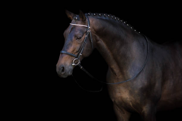 istock Horse in bridle 957733766