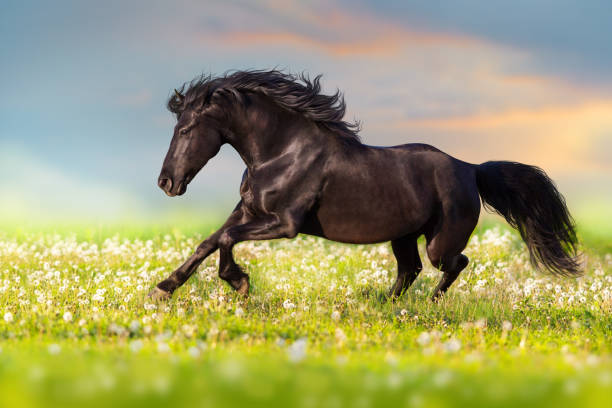 istock Horse in flowers 957736618